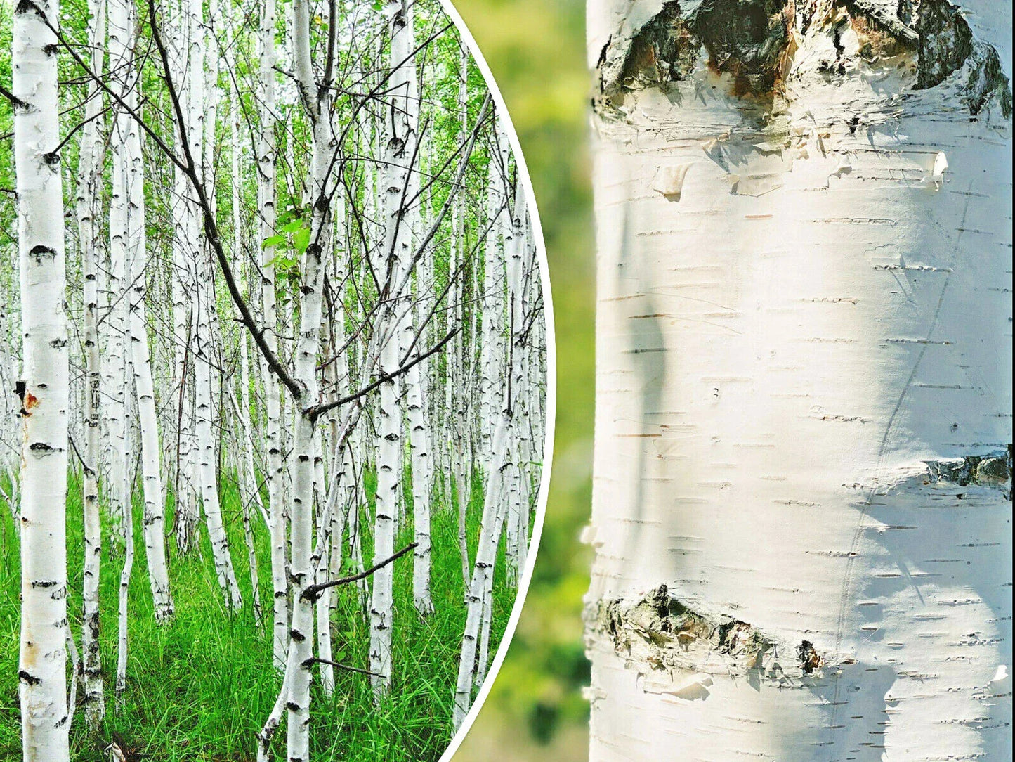 50+ White Paper Birch Tree Seeds | Fast-Growing Betula papyrifera for Garden