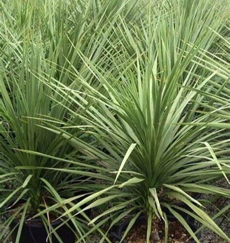Dracaena Spikes Seeds - 25 Pack - Indoor Houseplant - Dracaena Fragrans - Easy Care Gardening Seeds