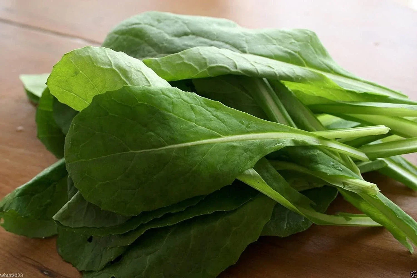 Komatsuna Mustard Seeds - 100+ Non-GMO Brassica rapa var. perviridis Seeds for Gardening