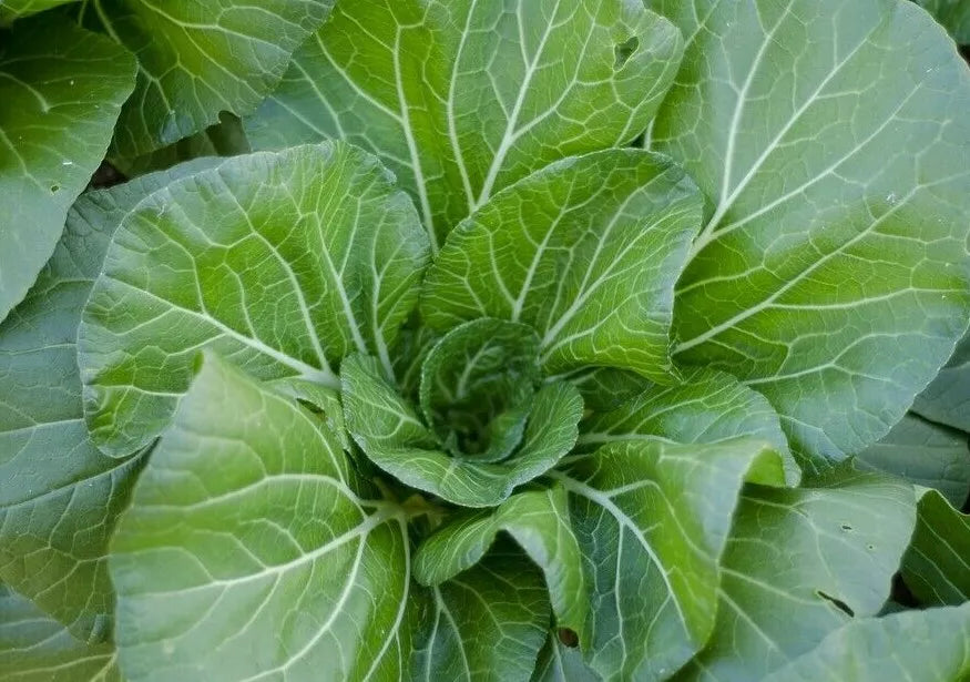 Vates Collard Greens Seeds - 300+ Heirloom Brassica oleracea for Garden & Cooking