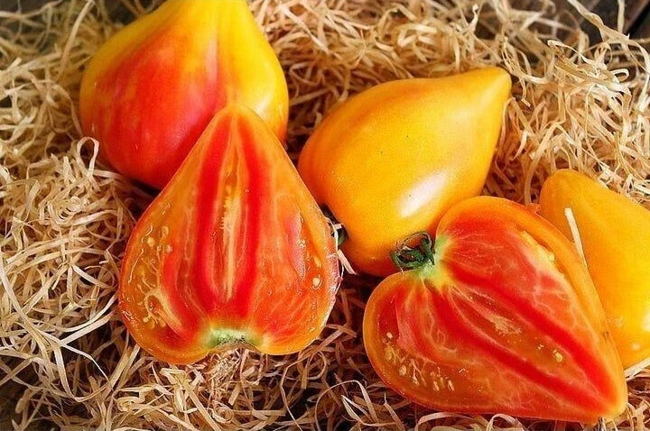 Orange Oxheart Tomato Seeds - Heirloom Organic Non-GMO, 120+ Rare Solanum lycopersicum Seeds for Garden or Containers
