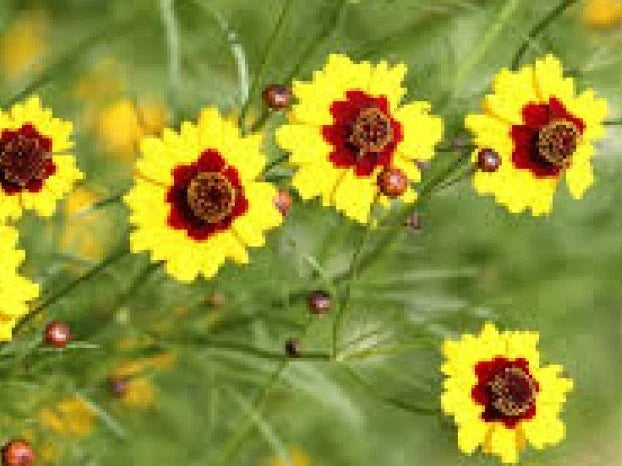 Coreopsis Dwarf Plains Seeds - 100 Pack, Annual Wildflower, Coreopsis tinctoria, Vibrant Yellow Blooms, Butterfly Attractant
