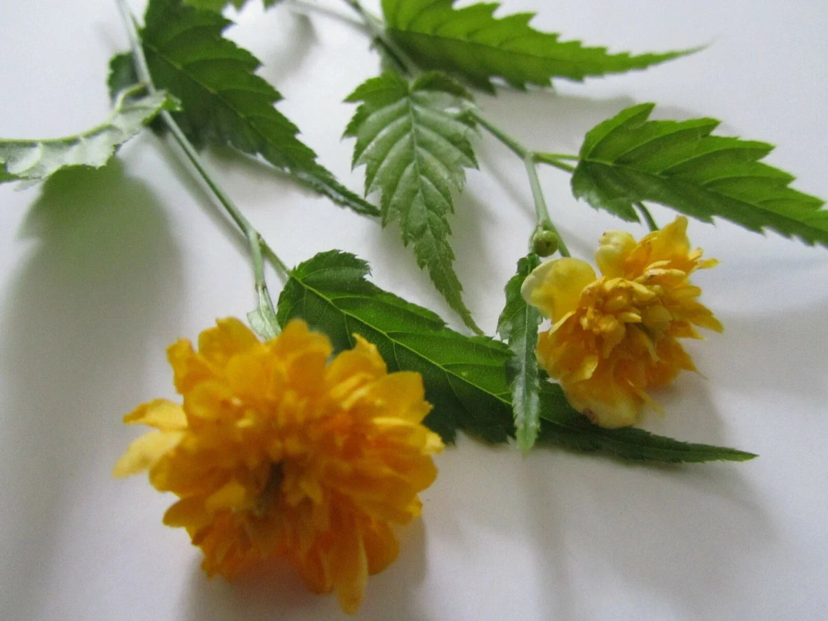 Double Flowering Japanese Rose Cuttings - 7+ Healthy Kerria japonica Plants for Garden Borders & Containers