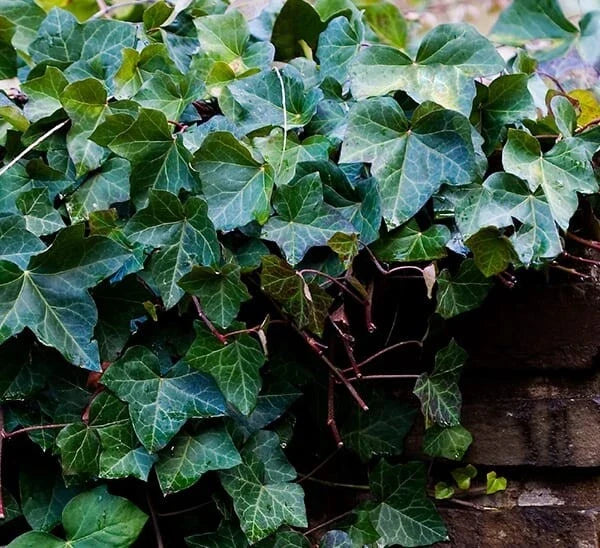 English Ivy Rooted Cuttings 6-8 Inches, Hedera helix, Ground Cover & Hanging Basket Plant, Indoor & Outdoor