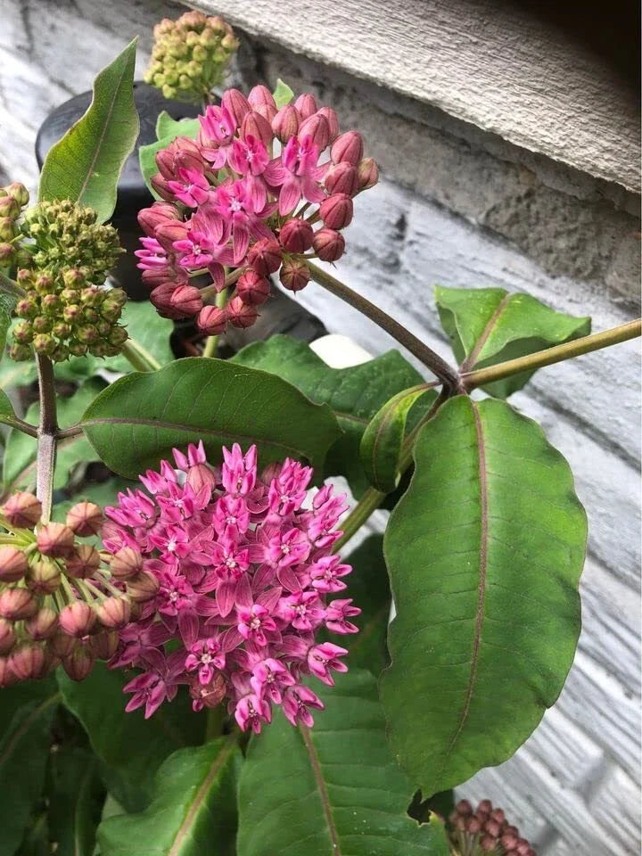 Common Milkweed Seeds - 100 Pack - Asclepias syriaca - Native Pollinator Plant for Gardens