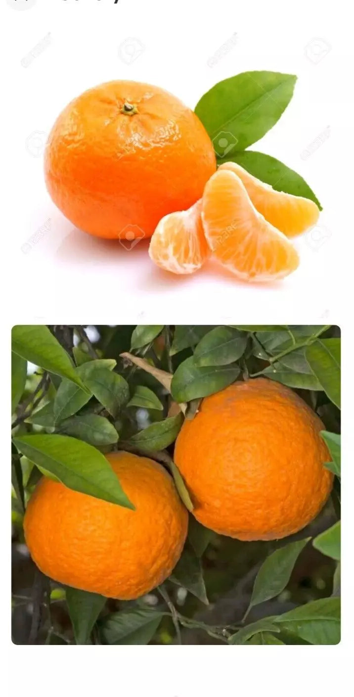 Mandarin Orange Seeds - 5 Pack, Seedless Citrus reticulata, Drought Tolerant Indoor/Outdoor Patio Plant