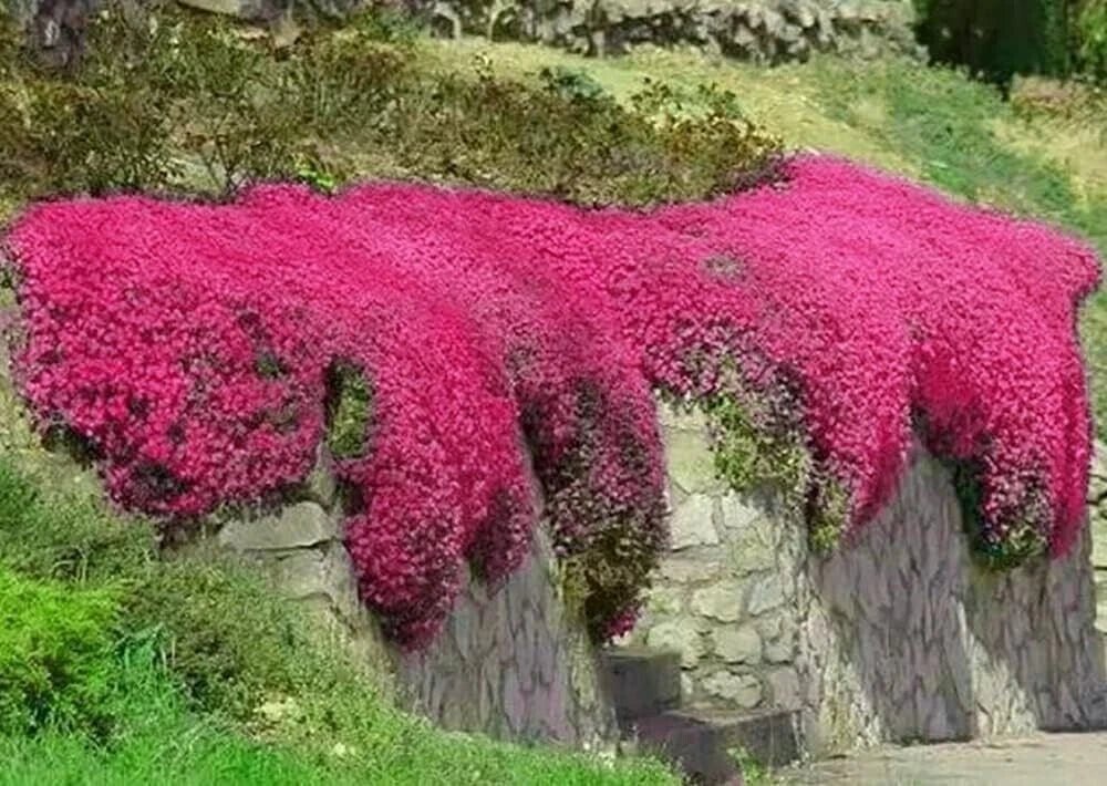 Red Creeping Thyme Seeds - 500+ Non-GMO Thymus praecox 'Coccineus' Groundcover