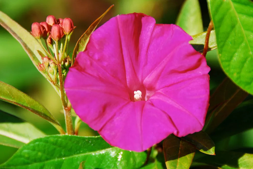 Morning Glory Seeds - 65 Scarlet O'Hara Deep Pink Vine - Ipomoea purpurea