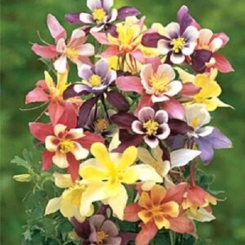 Harlequin Columbine Seeds | Perennial Flower Seeds | Aquilegia x hybrida | Bi-colored Red and Yellow Flowers