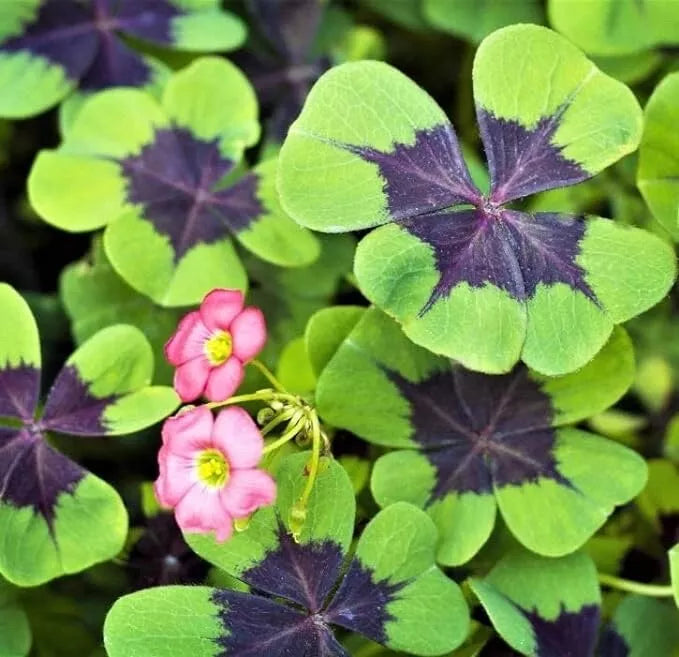 Iron Cross Shamrock Bulbs for Planting, Oxalis triangularis, Green & Purple Foliage, Fast Growing Ground Cover