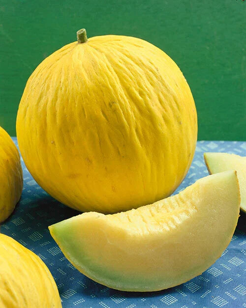 Casaba Melon Seeds Golden Beauty Variety NON-GMO Muskmelon Packets