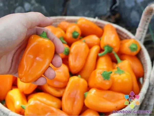 Lunchbox Sweet Pepper Seeds - Capsicum annuum, Compact Bushy Plant, 25+ Seeds for Garden & Container Growing