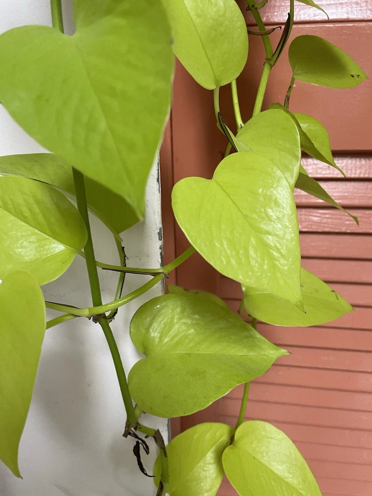 Neon Pothos Cuttings - 4 Fresh Lemon Lime Variegated Epipremnum aureum for Propagation or Indoor Planting