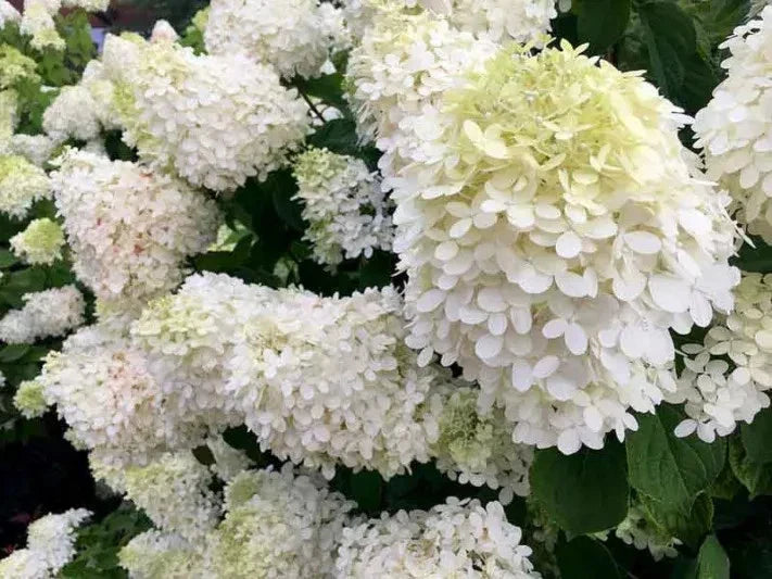 Pee Gee Hydrangea Cuttings - 6 Weeping White Blooms - Hydrangea paniculata 'Grandiflora' Garden Plant