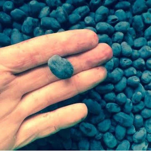 Indigo Gem Honeyberry Plant - Rooted Starter Edible Shrub, Lonicera caerulea, Zones 2-8, Bushy, Sweet-Tart Berries