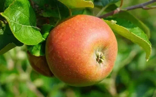 Marie Doudou Apple Seeds - 25+ Malus domestica Fruit Tree Seeds for Home Garden & Small Orchard