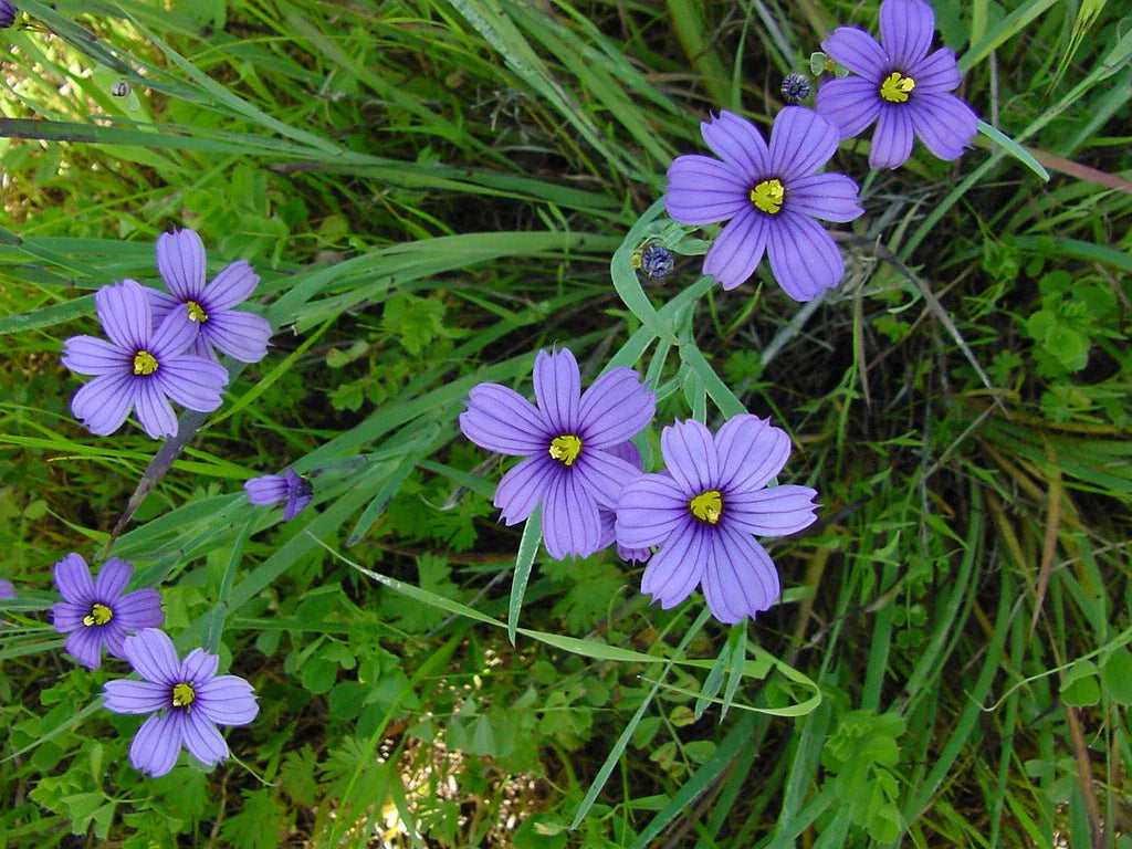 Blue Eyed Grass Seeds - 65 Seeds - Sisyrinchium angustifolium - Stout Blue Eyed Variety - GroCo USA