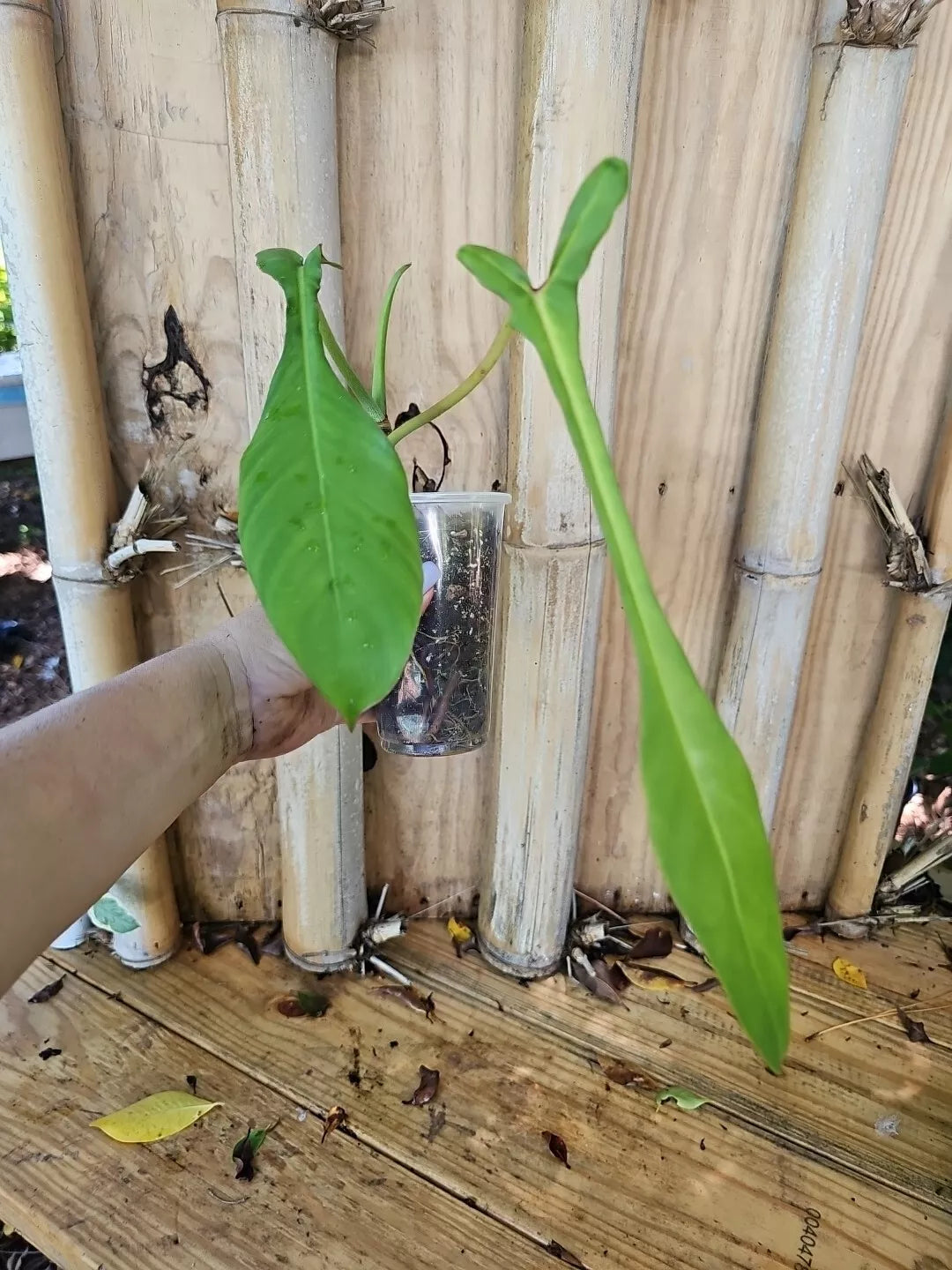 Philodendron Joepii XL Matured Aroid Plant in 3.5" Pot - Tall Variety with Large Trunk