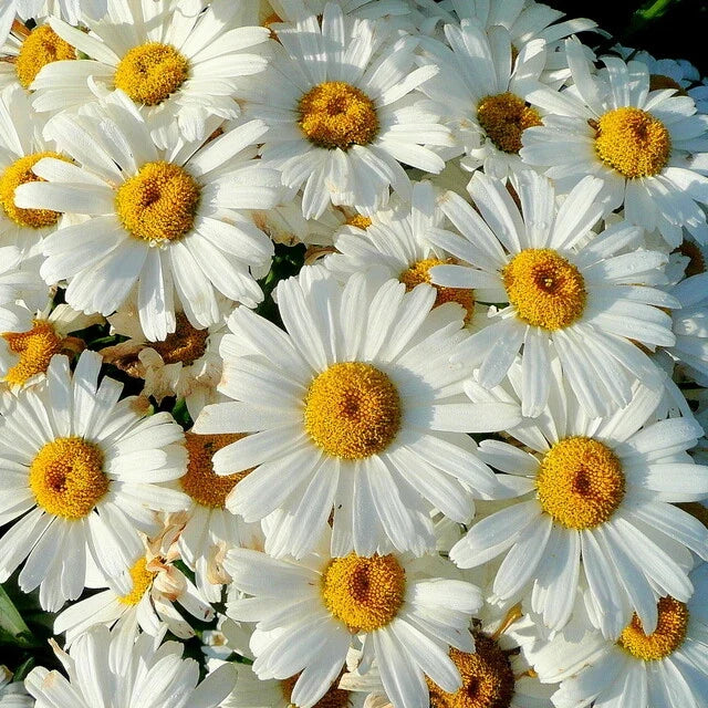 Shasta Daisy Seeds - Heirloom Non-GMO Flower Seeds - Leucanthemum x superbum - Garden Planting Supplies