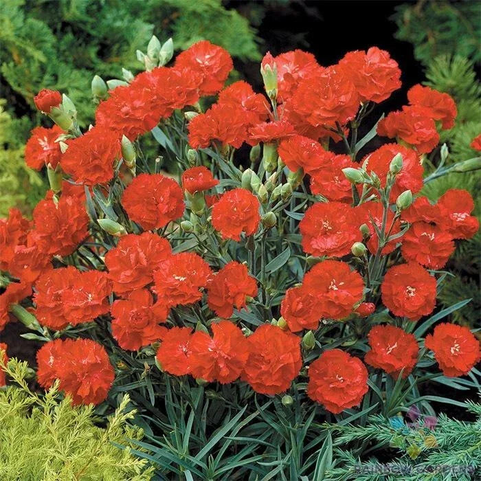 Can-Can Scarlet Carnation Seeds - 200+ Pack | Dianthus caryophyllus | USA Grown