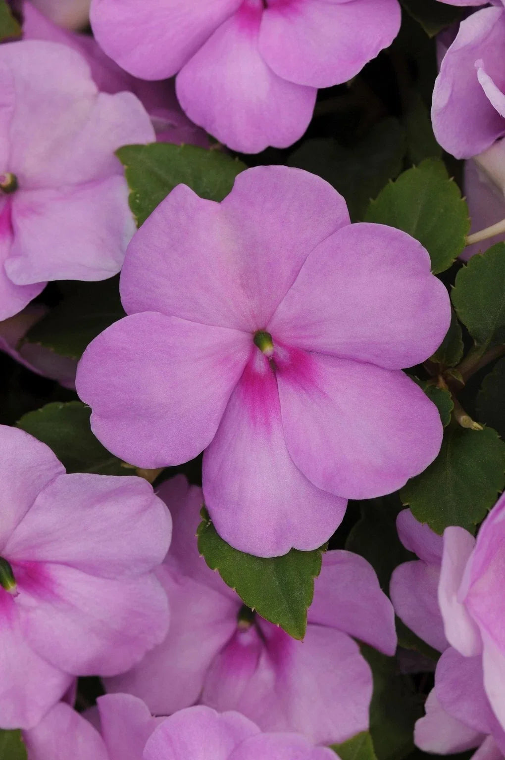Busy Lizzy Impatiens Xtreme Lilac Seeds – 500 Non-GMO Flower Seeds for Gardens & Containers