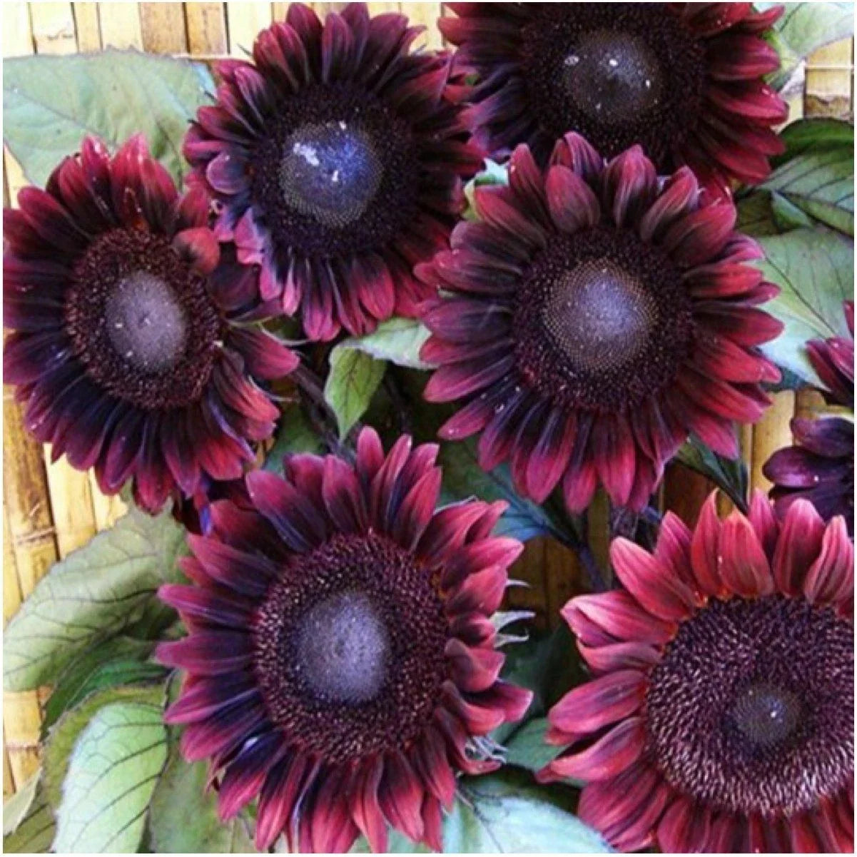 ProCut Red Sunflower Seeds - 25 Perennial Helianthus annuus for Gardens and Cut Flowers