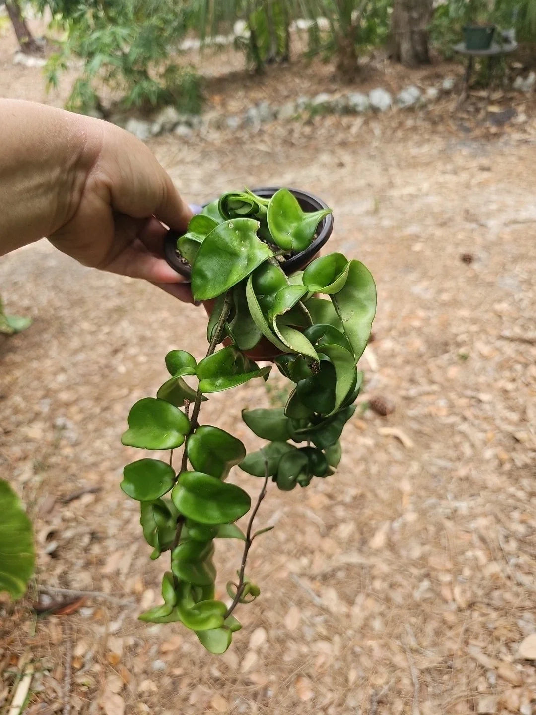Large Hoya Carnosa Compacta 'Hindu Rope' Plant in 4" Pot – Variegated Green Leaves, Easy Care Houseplant, Trailing Exotic Indoor Plant