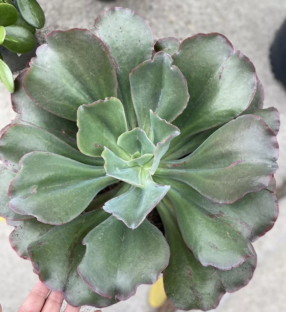 Echeveria Blaze Succulent Plant - 5 Inch Rosette, Colorful Foliage, Indoor & Outdoor Garden, Echeveria elegans x agavoides