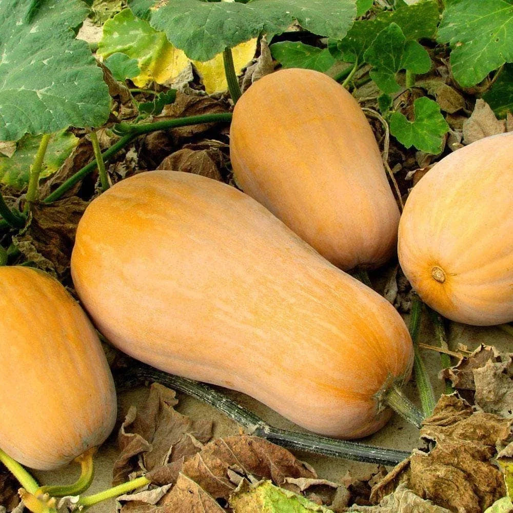 Waltham Butternut Squash Seeds - Heirloom Cucurbita moschata, Organic, Full Sun, 25 Seeds for Fall Harvest