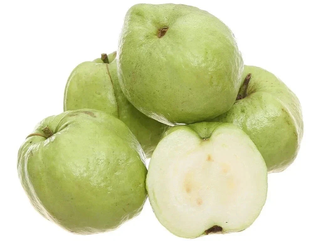 White Seedless Guava Seeds – Crystal Variety Psidium guajava for Planting, Indoor & Outdoor Gardening, Free Shipping
