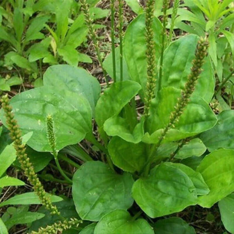 Plantago Major Bare Root Broadleaf Plantain - 3 Live Plants for Garden Ground Cover