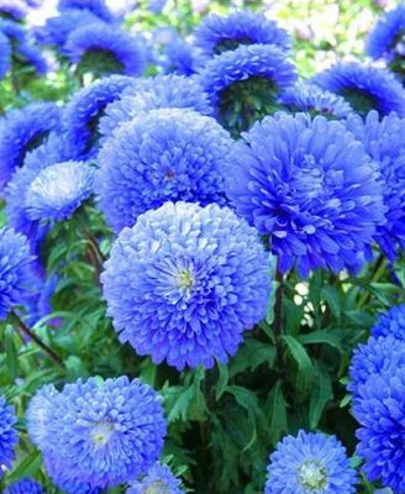 Blue Aster Flower Seeds - 50 Perennial Wildflower Seeds for Spring Bloom