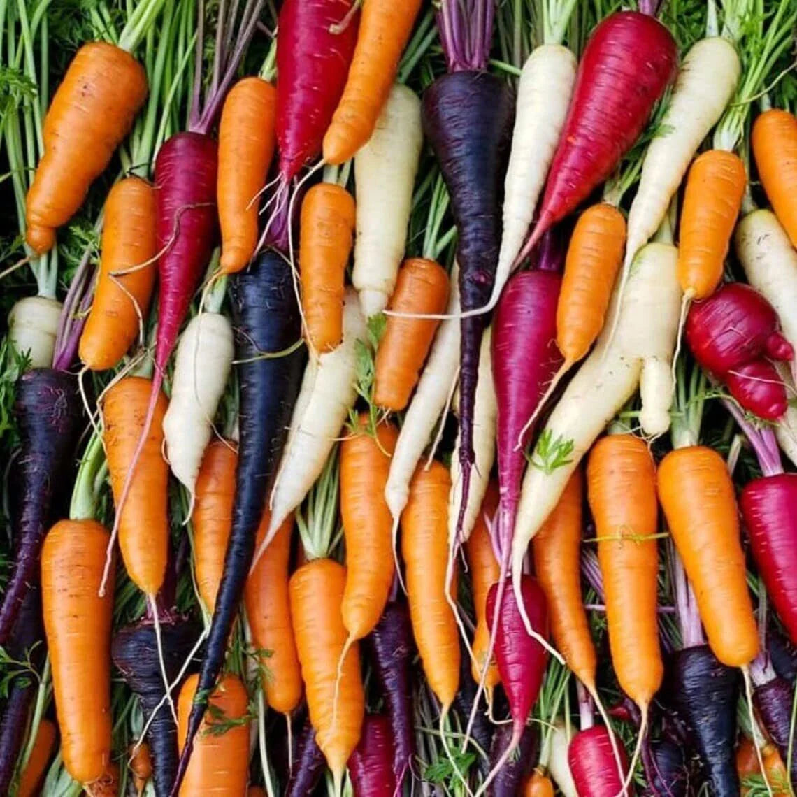Rainbow Blend Carrot Seeds – 300 Colorful Daucus carota Seeds for Garden