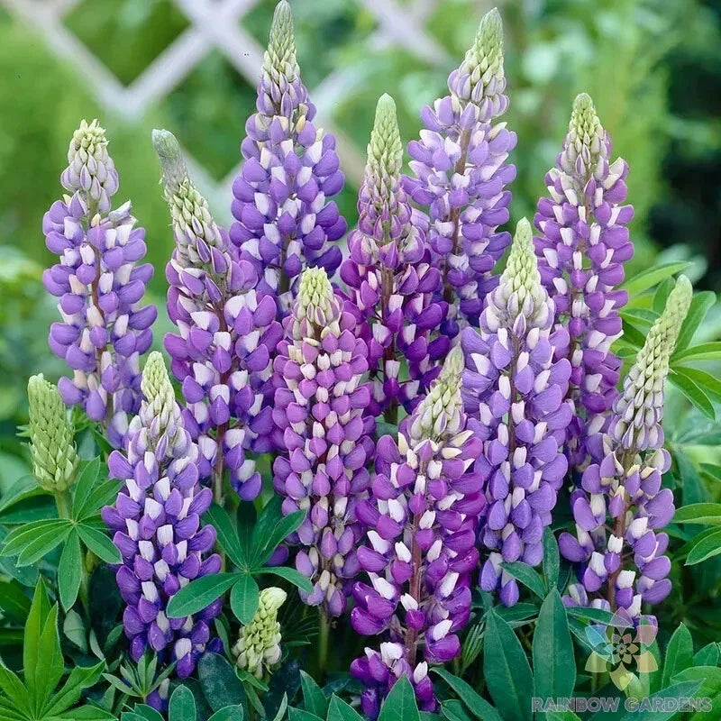Gallery Blue Lupine Seeds - Perennial Flowering Plant for Garden Borders & Wildflower Meadows, Lupinus nootkatensis, 25 Seeds