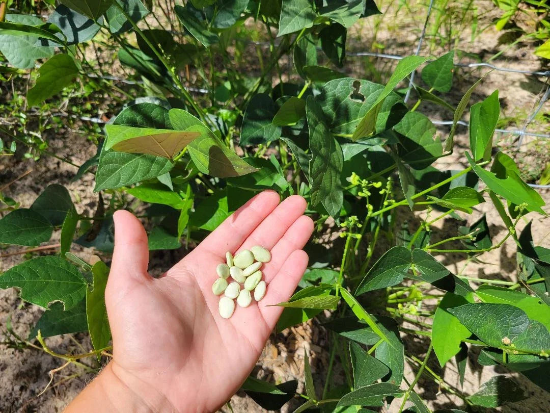 Organic Lima Bean Seeds | 5 Seeds | Florida Grown | Phaseolus lunatus | Southern Vegetable Garden Plant