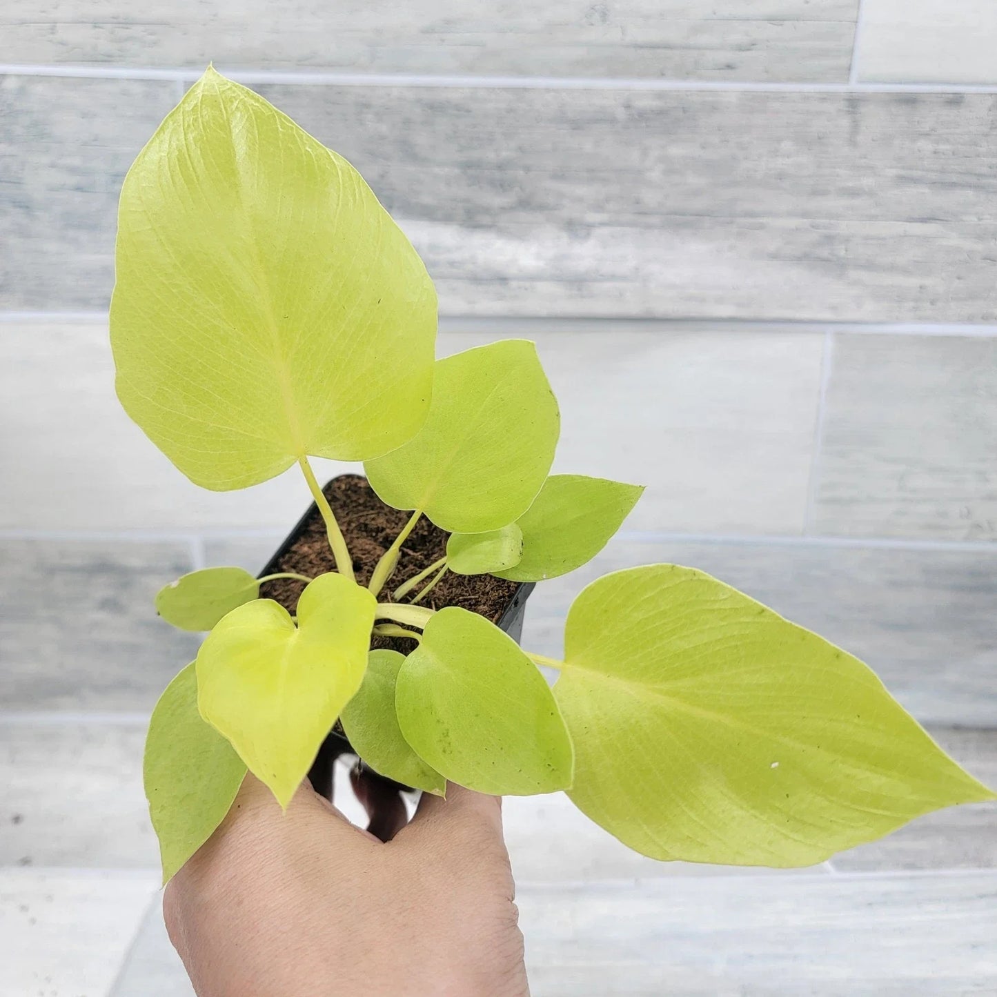 Philodendron Warscewiczii Snowflake 3-Inch Live Tropical Houseplant, Rare Aroid for Indoor Decor