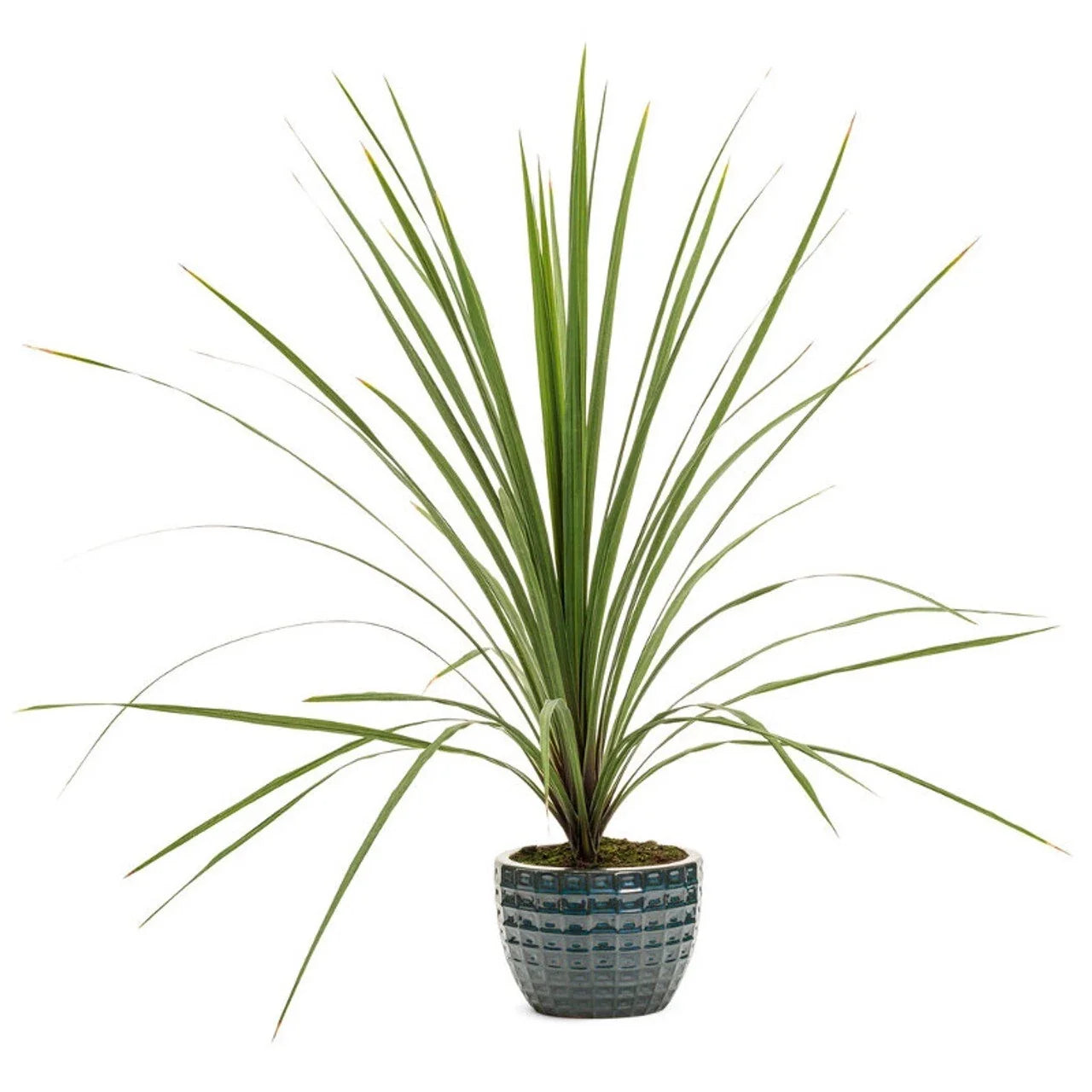 Dracaena Spikes Seeds - 25 Pack - Indoor Tropical Plant - Dracaena marginata - Easy to Grow, Pet-Friendly, Free Shipping