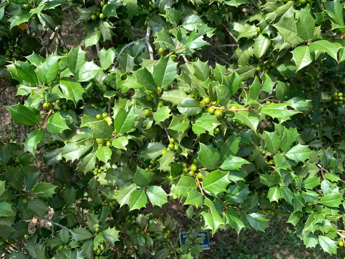 American Holly Ilex Cuttings 75+ Unrooted Organic Evergreen Tree 5-8" Winter Interest Wildlife Attractant
