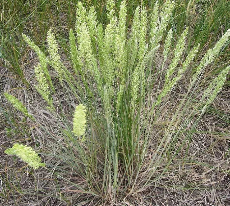 250 Seeds June Grass Perennial Ornamental Plant - Koeleria macrantha - GroCo USA