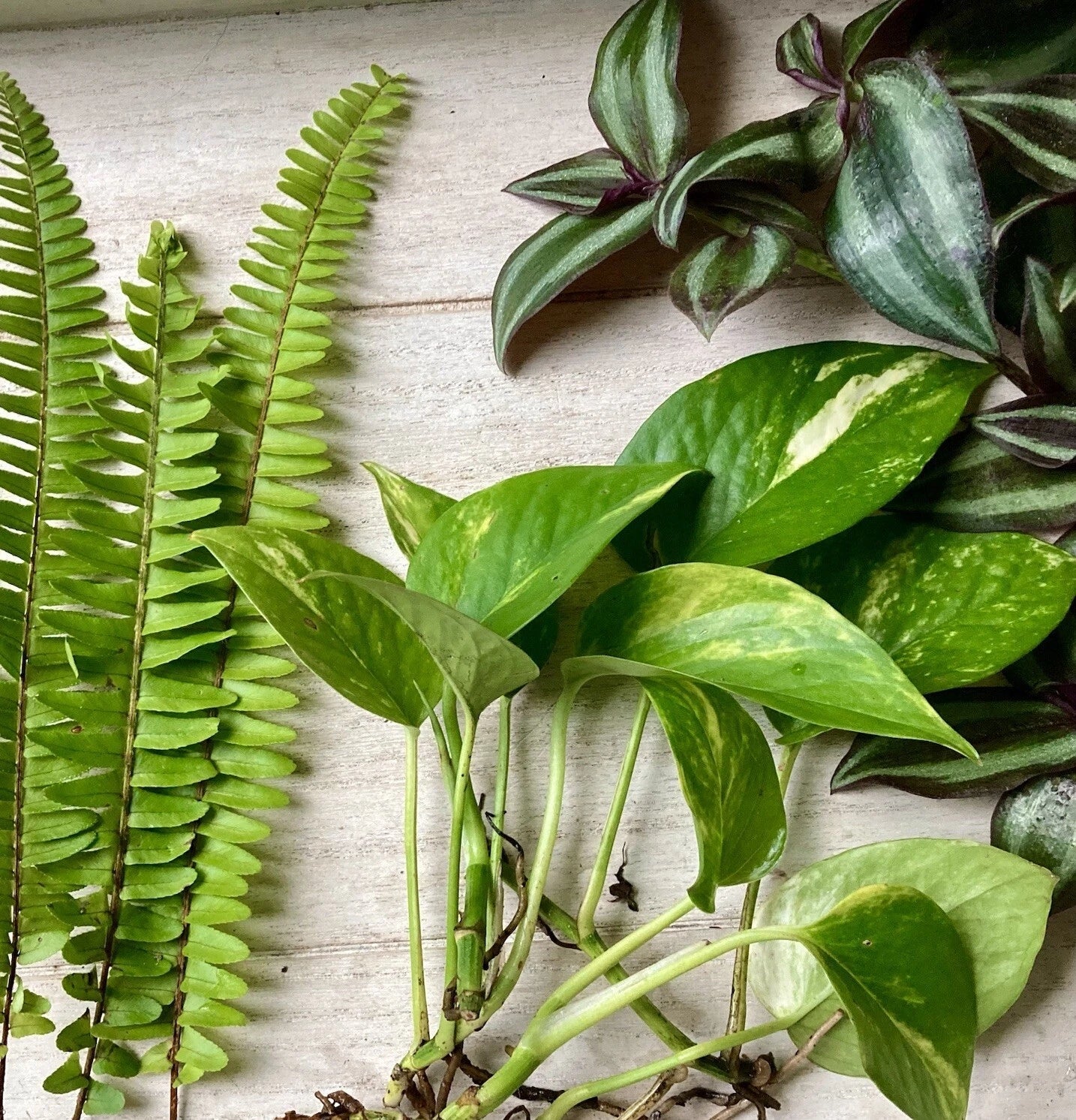 Rooted Plant Cutting Variety Pack - 15 Assorted Houseplants for Indoor & Outdoor Gardening