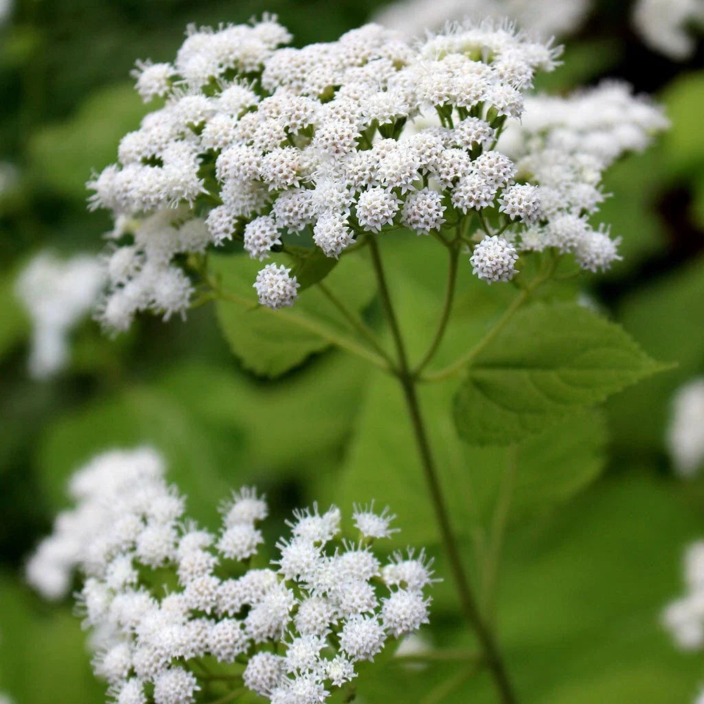 White Snakeroot Seeds - Eupatorium rugosum - Native Perennial Wildflower for Pollinator Gardens - Pack of 100 Seeds