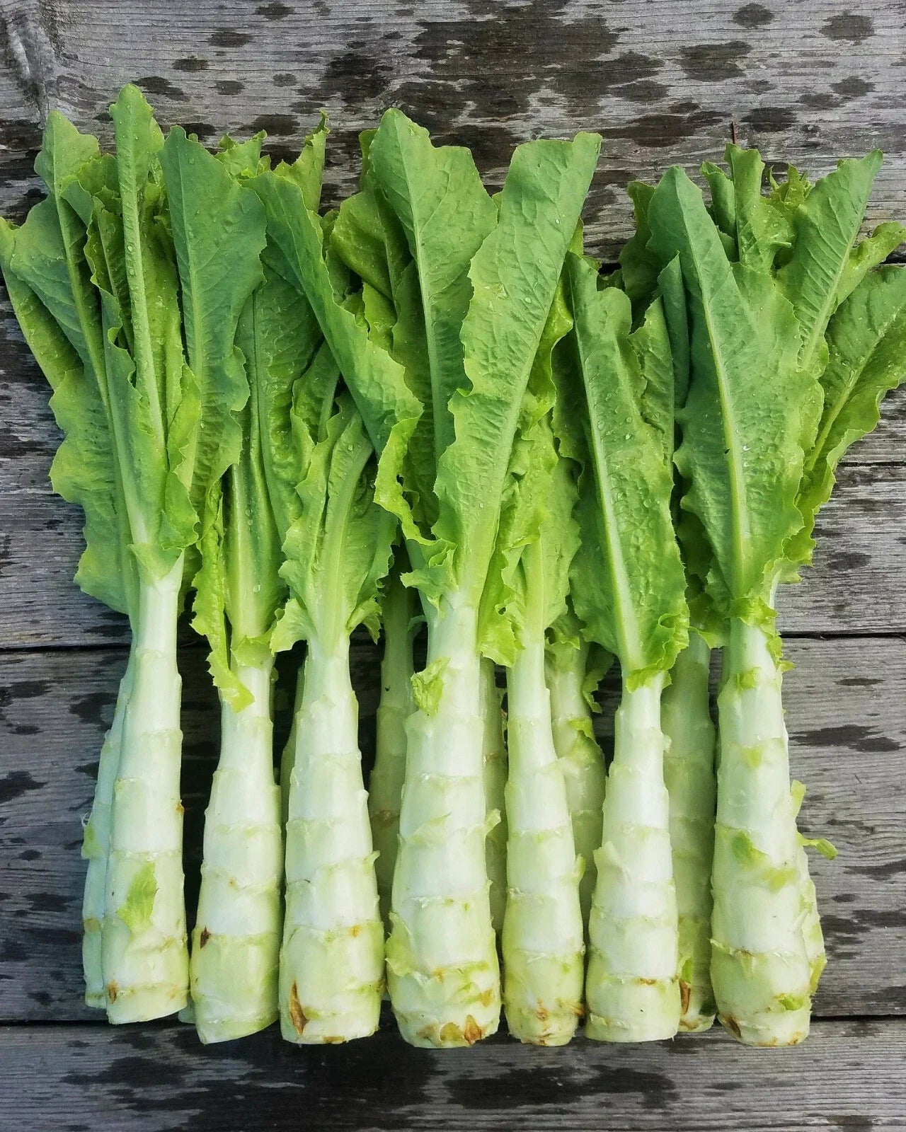 Celtuce Seeds | Summer 38 Chinese Stem Lettuce | Lactuca sativa var. angustana | Asian Vegetable Seed