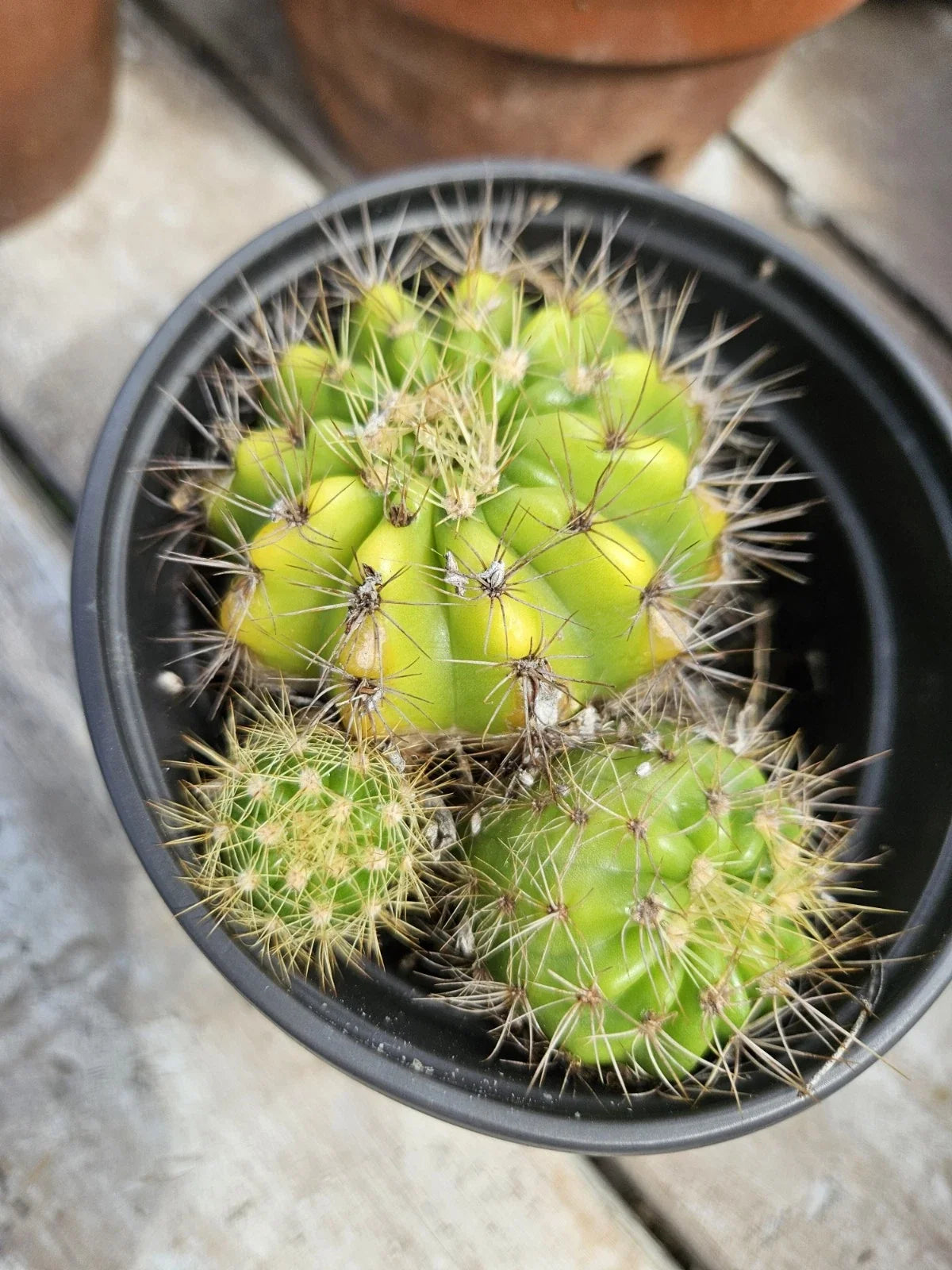 Echinopsis Cactus Cluster with Pups - Bare Root Succulent Plant - Cactus Variety - Echinopsis spp.