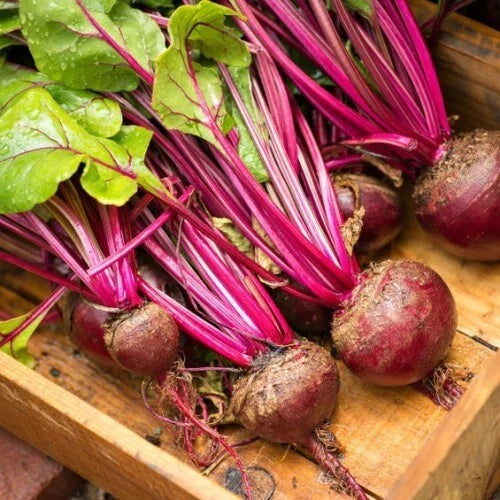 Lutz Green Leaf Red Stem Beet Seeds - 50 Ct Heirloom NON-GMO Beta vulgaris