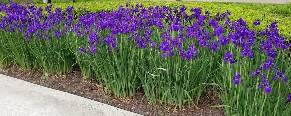 Siberian Iris Plant - Bright Purple Flowers - Large Clump of 25+ Live Iris sibirica Plants