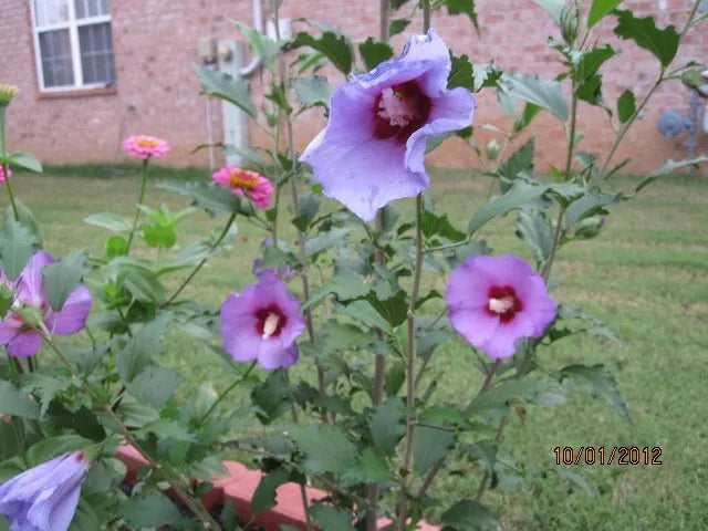 Rose of Sharon Cuttings - 5 Pieces Purple/Blue Hibiscus syriacus 5x8" Long
