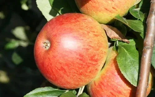 25+ Charles Ross Apple Seeds for Planting - Heirloom Malus domestica, Non-GMO, Fruitful Orchard, Home Gardening, USA