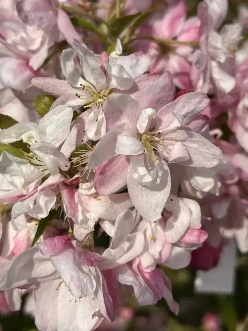Pink Perfection Crabapple Seeds, Garden Planting, Malus x 'Pink Perfection', Ornamental Tree Seeds, Pollinator-Friendly Seeds