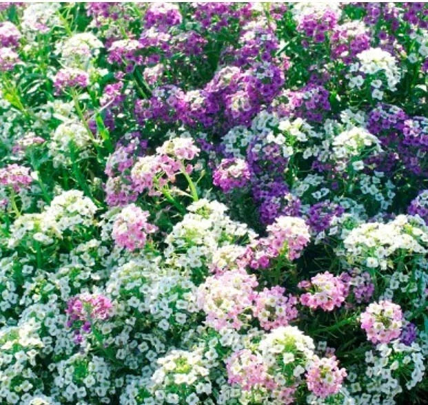 Alyssum MAGIC CIRCLE MIX Seeds - Non-GMO Pink & Purple Trailing Groundcover - 1000 Seeds