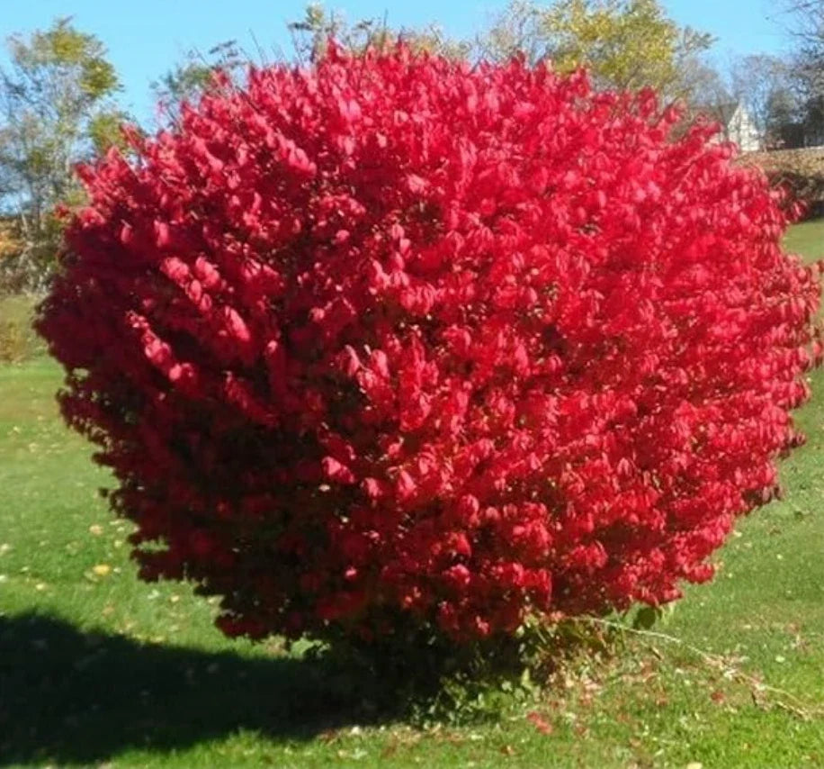 Dwarf Burning Bush Seedlings - 5 Live Bare Root Plants - Euonymus alatus 'Compactus' - Compact, Fall Foliage